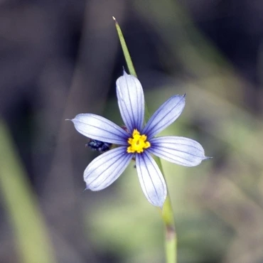 Blue Eyed Grass Sisyrinchium albidum-flower