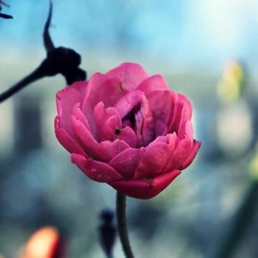 Pink 'Double Tulip'-flower