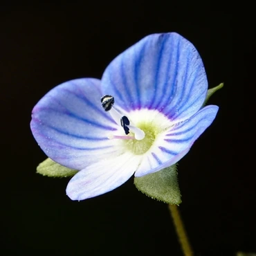 Persian speedwell-flower